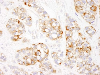 Rabbit Prohibitin Antibody