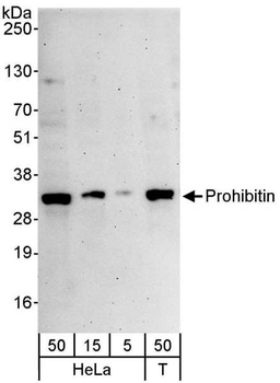 Rabbit Prohibitin Antibody