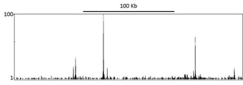 Rabbit anti-beta Catenin Antibody
