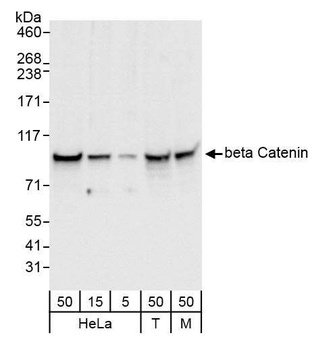 Rabbit beta Catenin Antibody