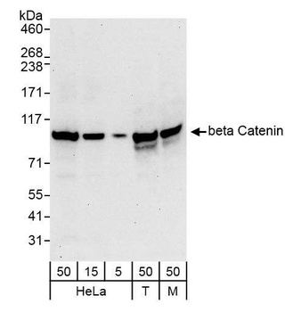 Rabbit beta Catenin Antibody