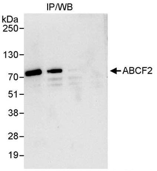 Rabbit ABCF2 Antibody