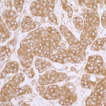 Rabbit anti-eIF3A/eIF3S10 Antibody