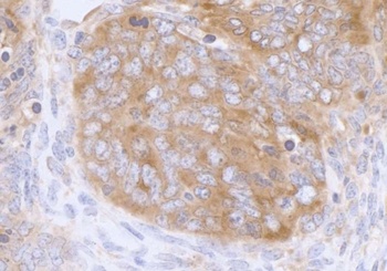 Rabbit anti-eIF3A/eIF3S10 Antibody