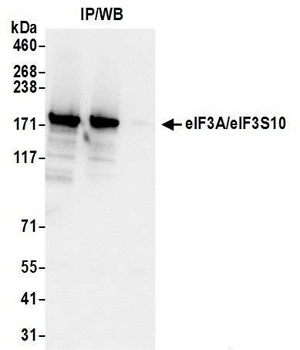 Rabbit anti-eIF3A/eIF3S10 Antibody