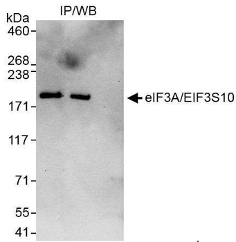 Rabbit anti-eIF3A/eIF3S10 Antibody