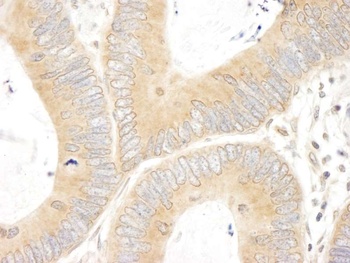 Rabbit anti-ABC50 Antibody