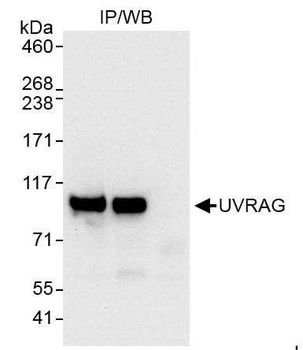 UVRAG Antibody