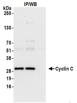 Rabbit anti-Cyclin C Antibody