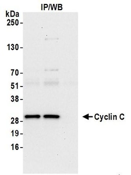 Cyclin C Antibody