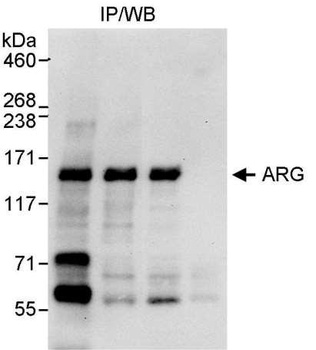 Rabbit ARG Antibody