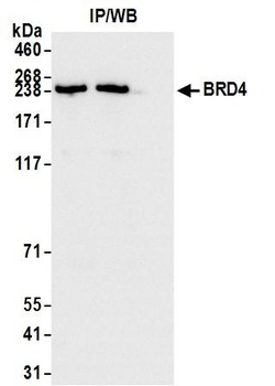 BRD4 Antibody