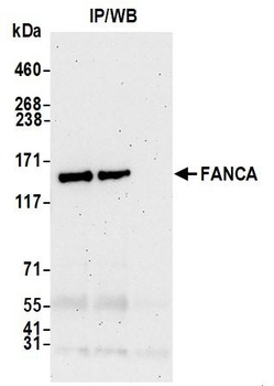 FANCA Antibody
