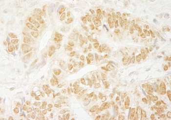 Rabbit anti-PA1 Antibody