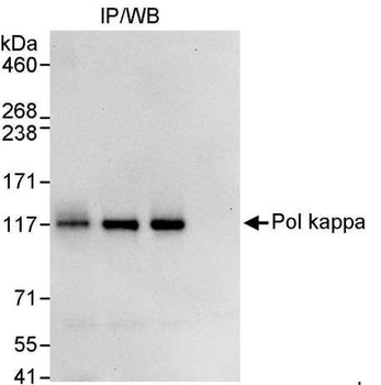Rabbit Pol kappa Antibody