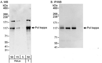Rabbit Pol kappa Antibody