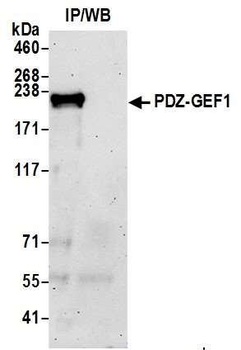 PDZ-GEF1 Antibody