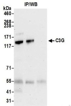 Rabbit anti-C3G Antibody