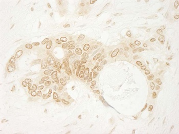 Rabbit anti-ARHGEF16 Antibody