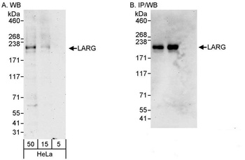 Rabbit LARG Antibody