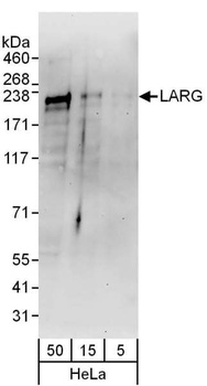 Rabbit LARG Antibody