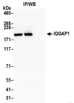 Rabbit anti-IQGAP1 Antibody