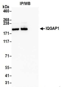 IQGAP1 Antibody