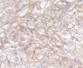 Rabbit anti-IQGAP1 Antibody