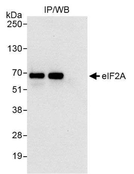 Rabbit eIF2A Antibody