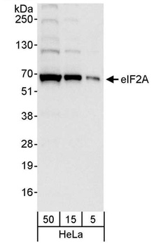 Rabbit eIF2A Antibody
