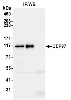 Rabbit anti-CEP97 Antibody