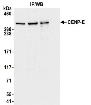 Rabbit CENP-E Antibody