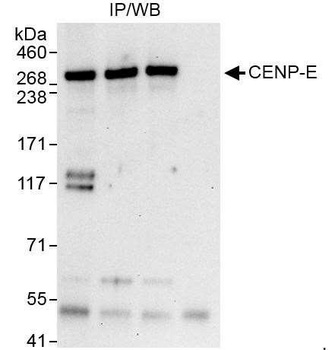 Rabbit CENP-E Antibody