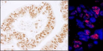 Rabbit anti-PLRG1 Antibody