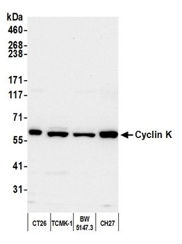 Cyclin K Antibody
