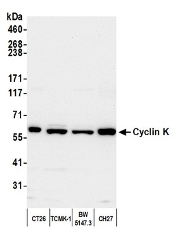Rabbit anti-Cyclin K Antibody