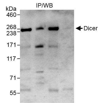 Rabbit anti-Dicer Antibody