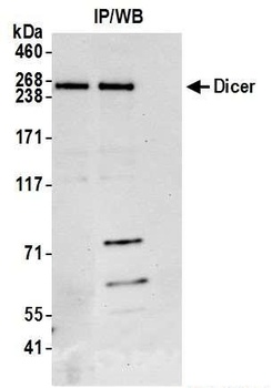 Rabbit anti-Dicer Antibody