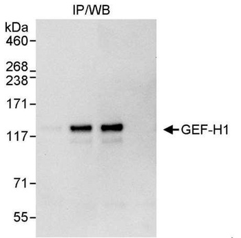 Rabbit GEF-H1 Antibody