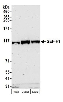 Rabbit GEF-H1 Antibody