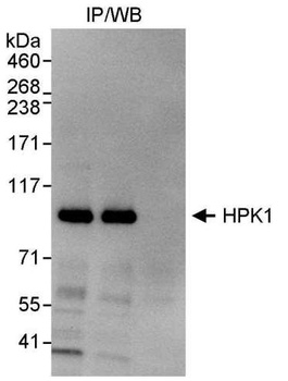 Rabbit HPK1 Antibody