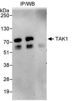 Rabbit TAK1 Antibody