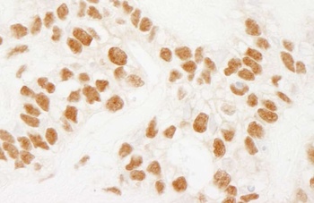 Rabbit anti-NELFE Antibody