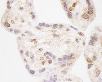 Rabbit anti-NELFA Antibody