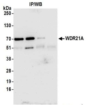 Rabbit anti-WDR21A Antibody