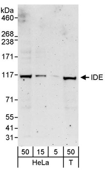 Rabbit IDE Antibody