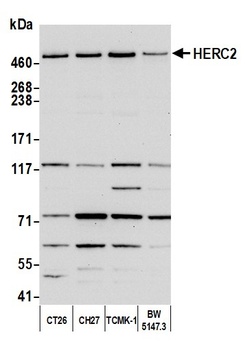 Rabbit anti-HERC2 Antibody