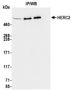 Rabbit anti-HERC2 Antibody