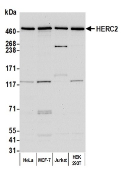 Rabbit anti-HERC2 Antibody