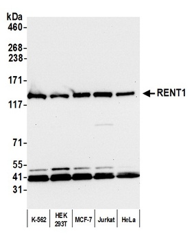 RENT1 Antibody
